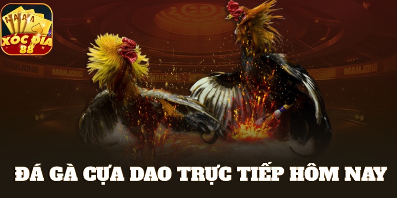 Đá Gà Cựa Dao: Tranh Tài Kịch Tính - Cá Cược Cực Đỉnh 1 đá gà cựa dao trực tiếp hôm nay