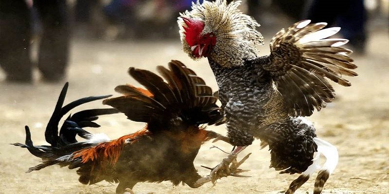 Theo Dõi Đá Gà Cựa Sắt Trực Tiếp Hôm Nay Chất Lượng Đỉnh Cao 2 Đôi nét thông tin khái quát về loại hình đá gà cựa sắt