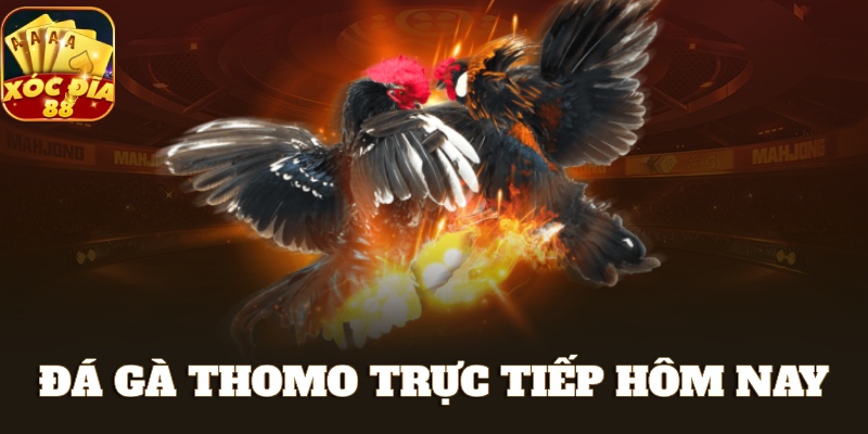 Đá Gà Thomo: Thánh Địa Cá Cược Đá Gà Không Nên Bỏ Lỡ 1 đá gà thomo trực tiếp hôm nay